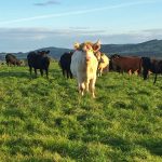 Croftjane Cattle