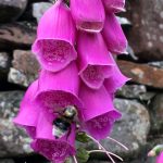Foxgloves